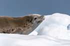 Antarctica, Yalour Islands. Crabeater seal on iceberg. Art Print